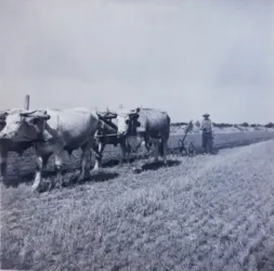 Master file0000080848