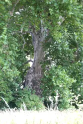 Master file0000063112