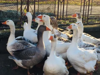 Master file0000081023