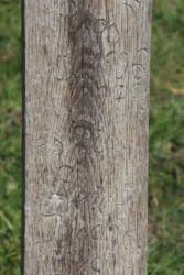 Master file0000070531