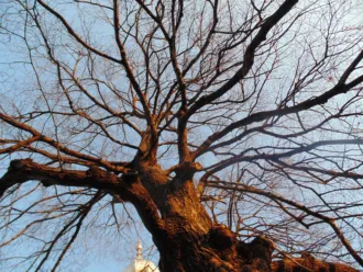 Master file0000071138