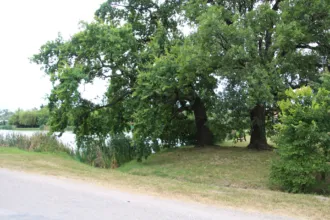 Master file0000063199