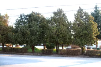 Master file0000073175