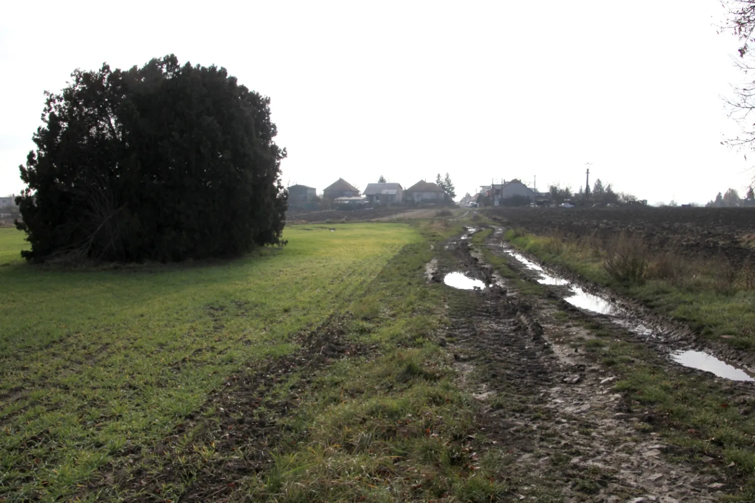 Master file0000061565