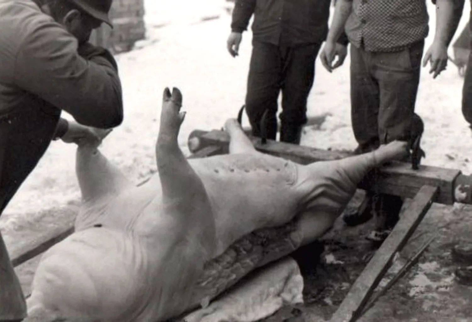 Master file0000053902