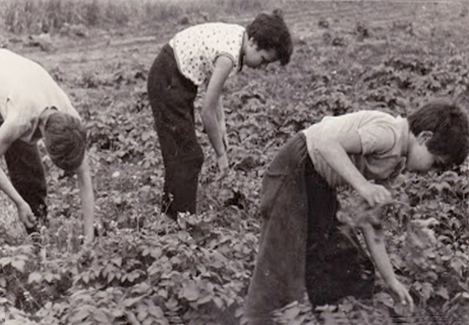 Master file0000057245