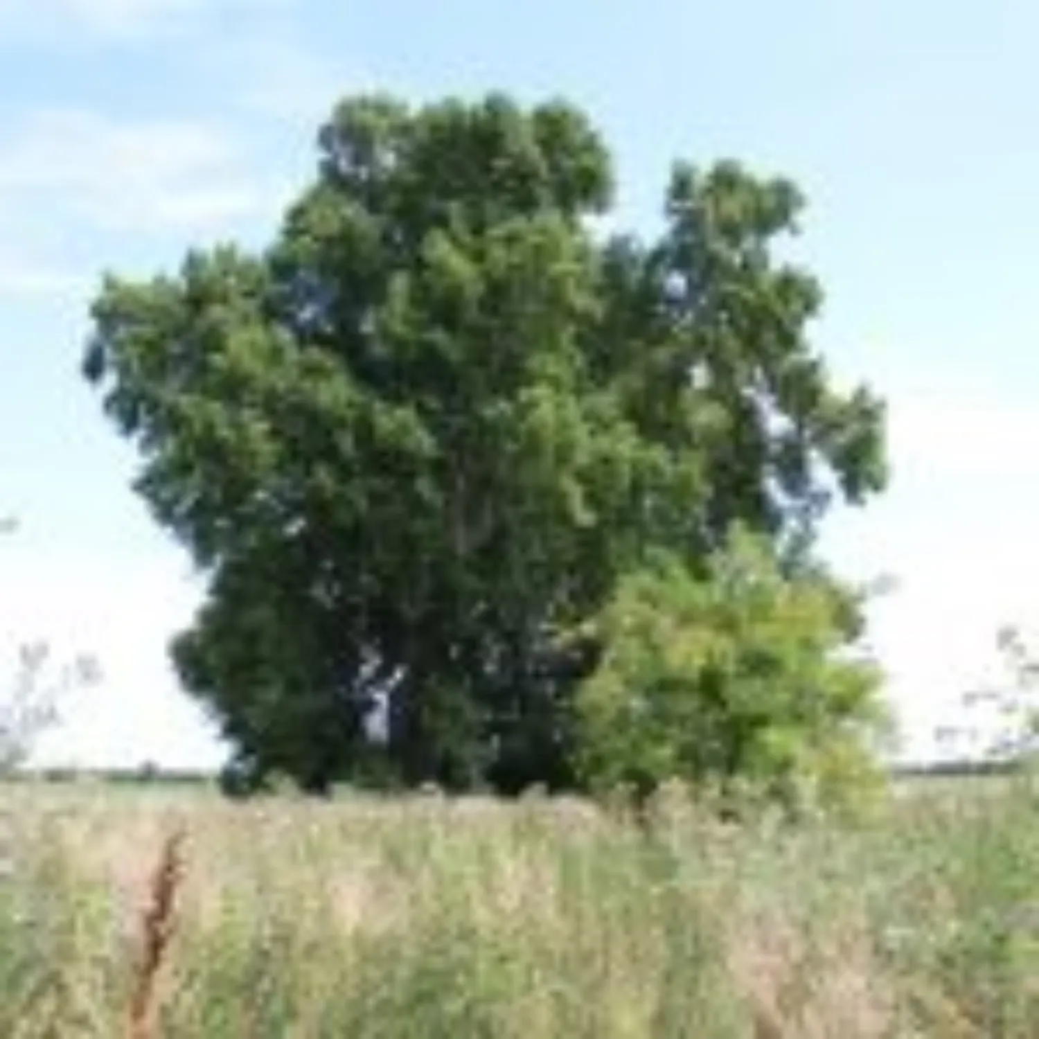 Master file0000039083