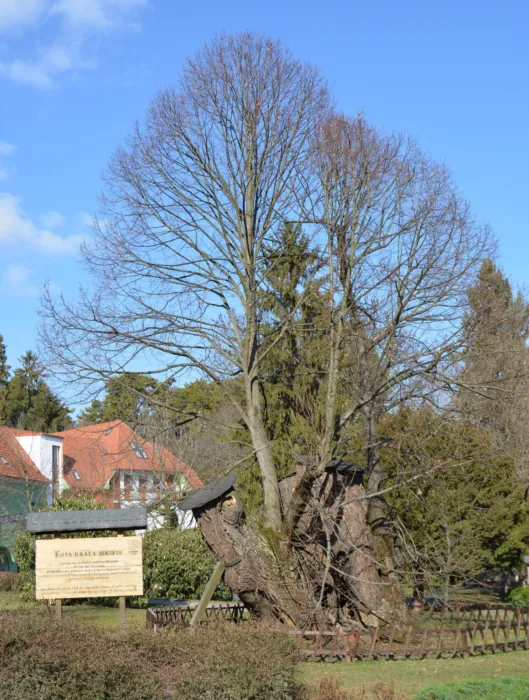 Master file0000078497