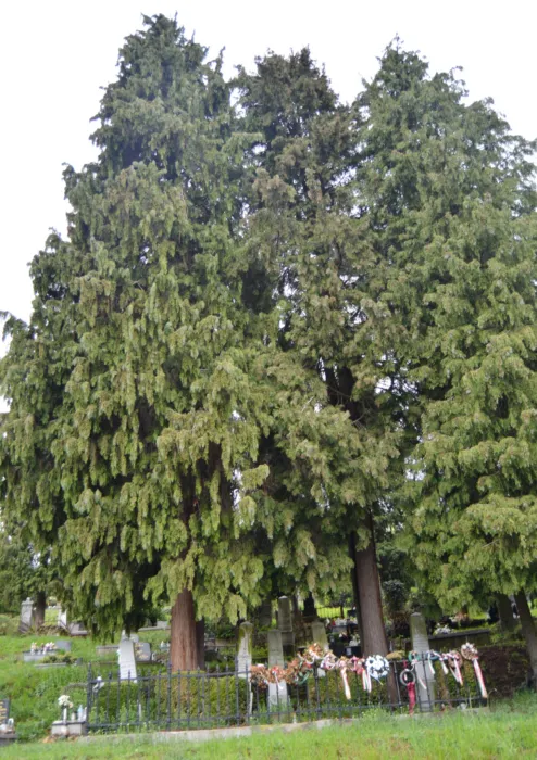 Master file0000073900