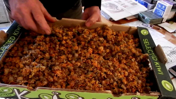 Master file0000038950