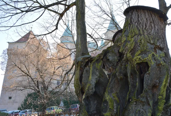 Master file0000061202