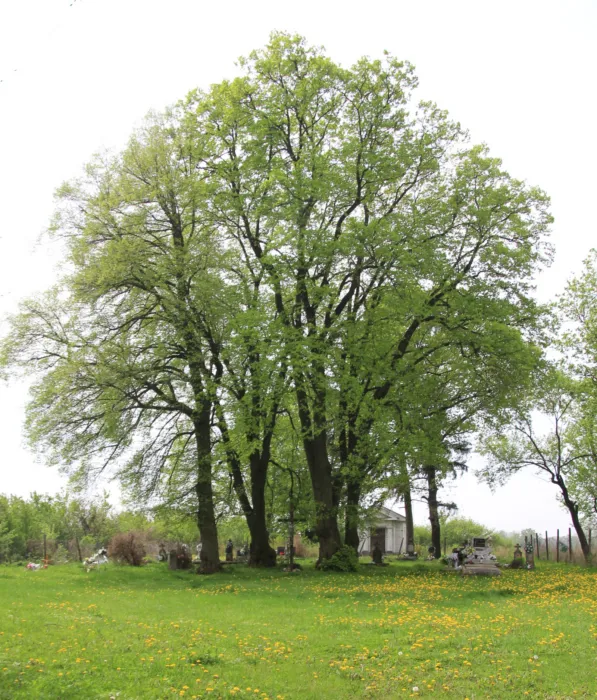 Master file0000070521