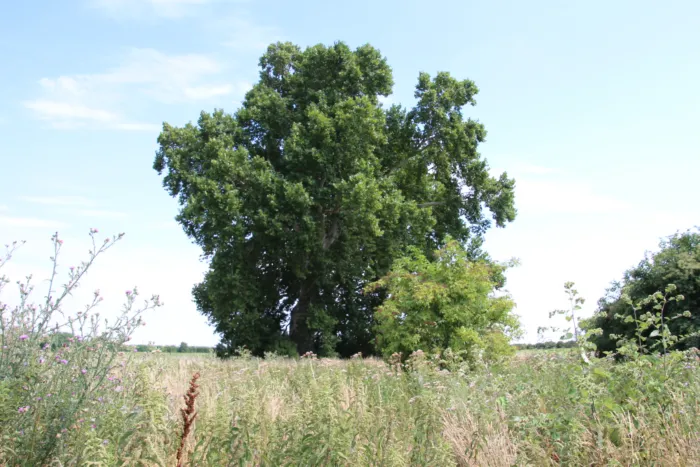 Master file0000039812