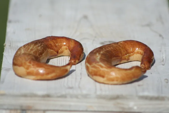 Master file0000081070