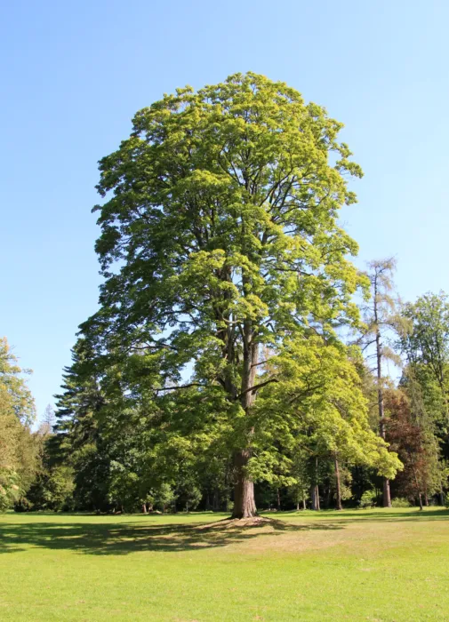 Master file0000064082