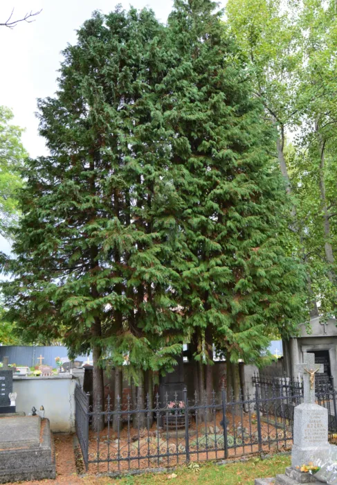 Master file0000076448