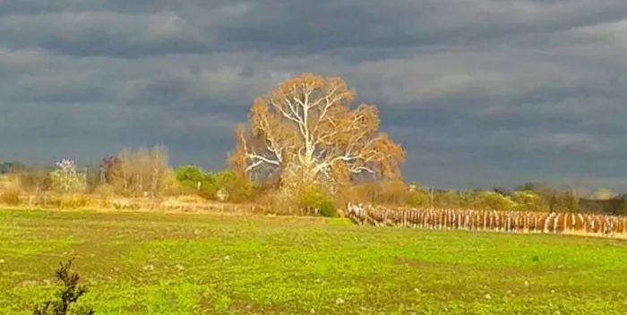 Master file0000039519